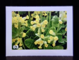 MIGROS MANIA Nature Detectives Nr. 63