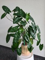 Philodendron Burle Marx – in LECA / Hydrokultur, pflegeleich