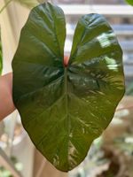 🌿 Alocasia Yucatan Princess Large Rhizome