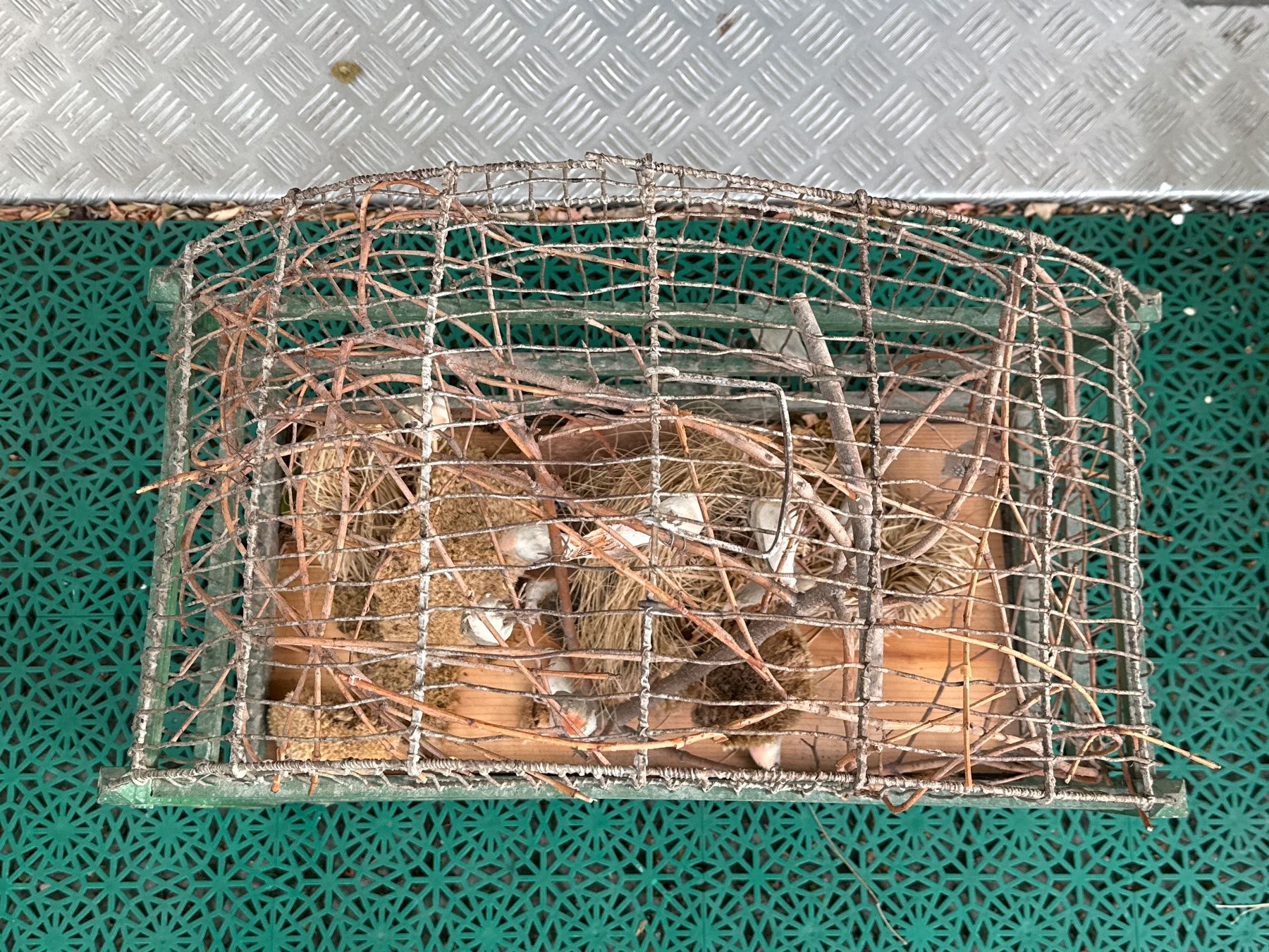Casette per uccelli: Schöner alter Vintage Vogelkäfig – Usato da Zürich venduto da Chaeffeler 3
