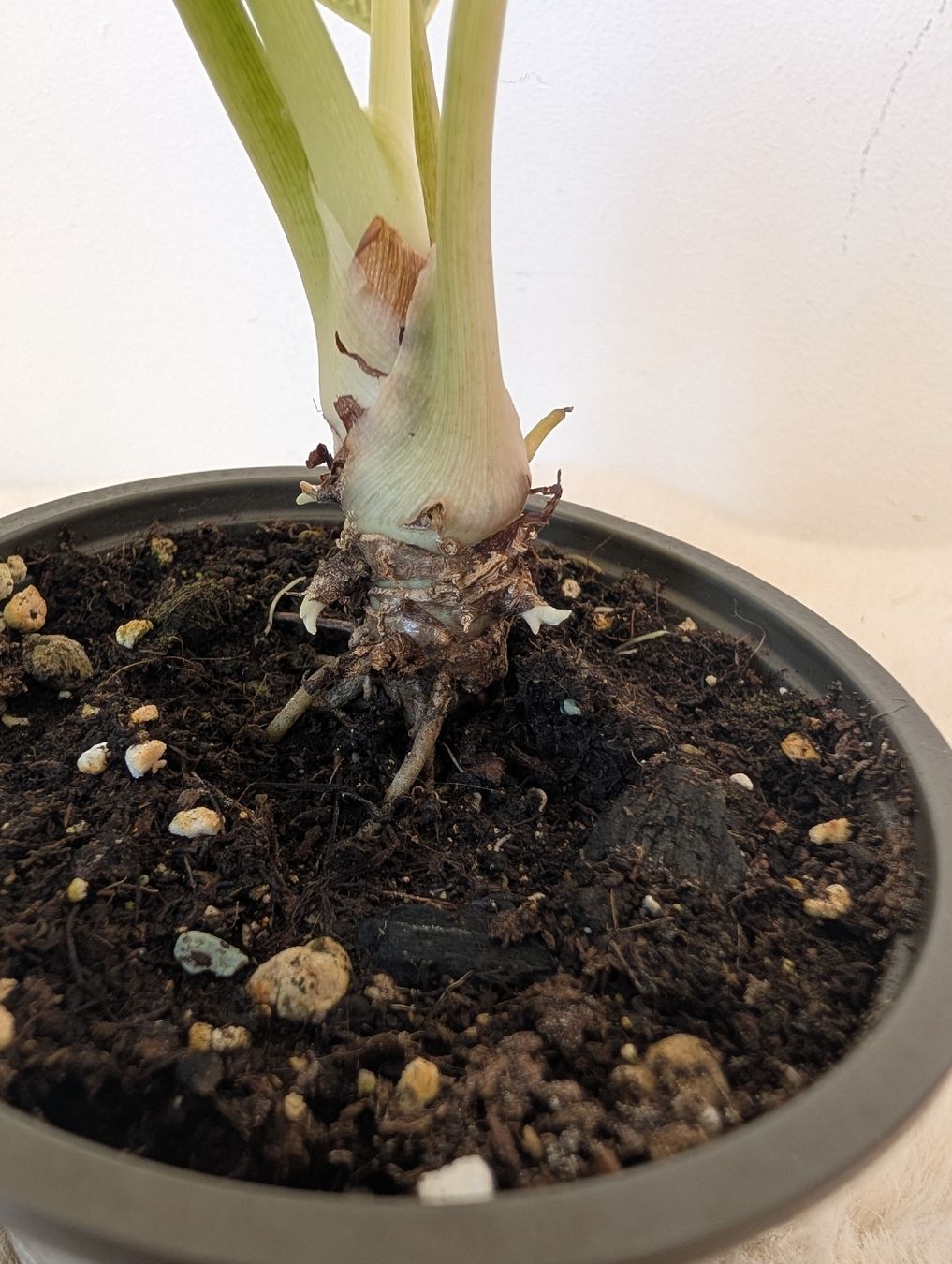 Piante & sementi: Alocasia Silver Dragon Aurea – Nuovo (secondo la descrizione) da Waltensburg/Vuorz venduto da fop_lw7n 2