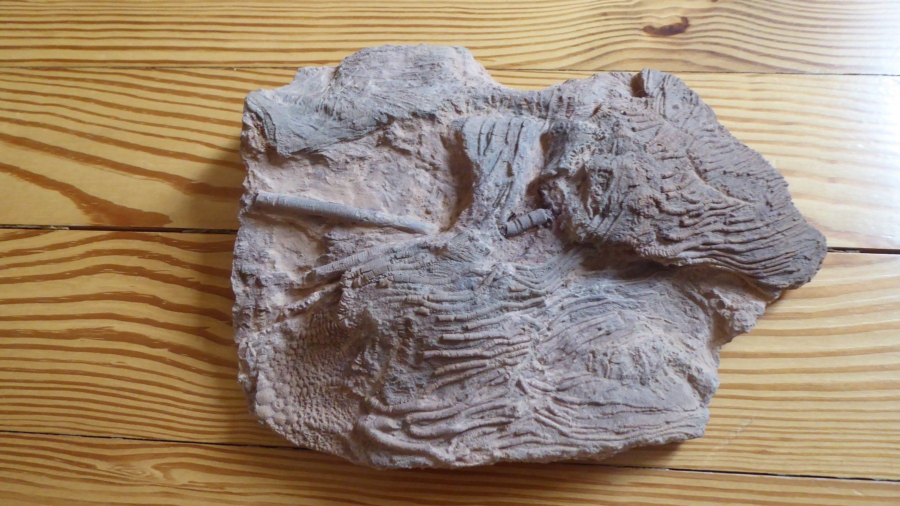 Fossili: Pentacrinites, Crinoid – Usato da Zullwil venduto da Dingo402 2