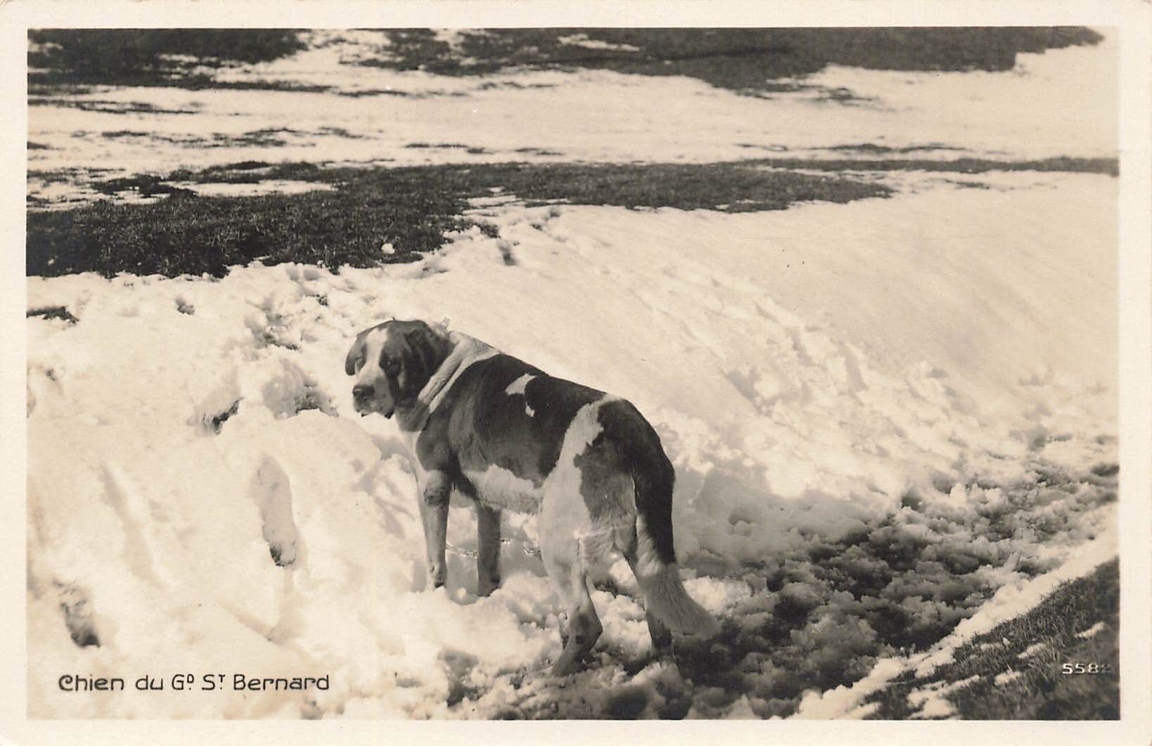 Cartoline postali: Chien du G. St. Bernard – Usato da Biasca venduto da Blenio71