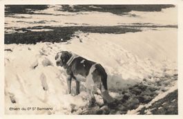 Chien du G. St. Bernard