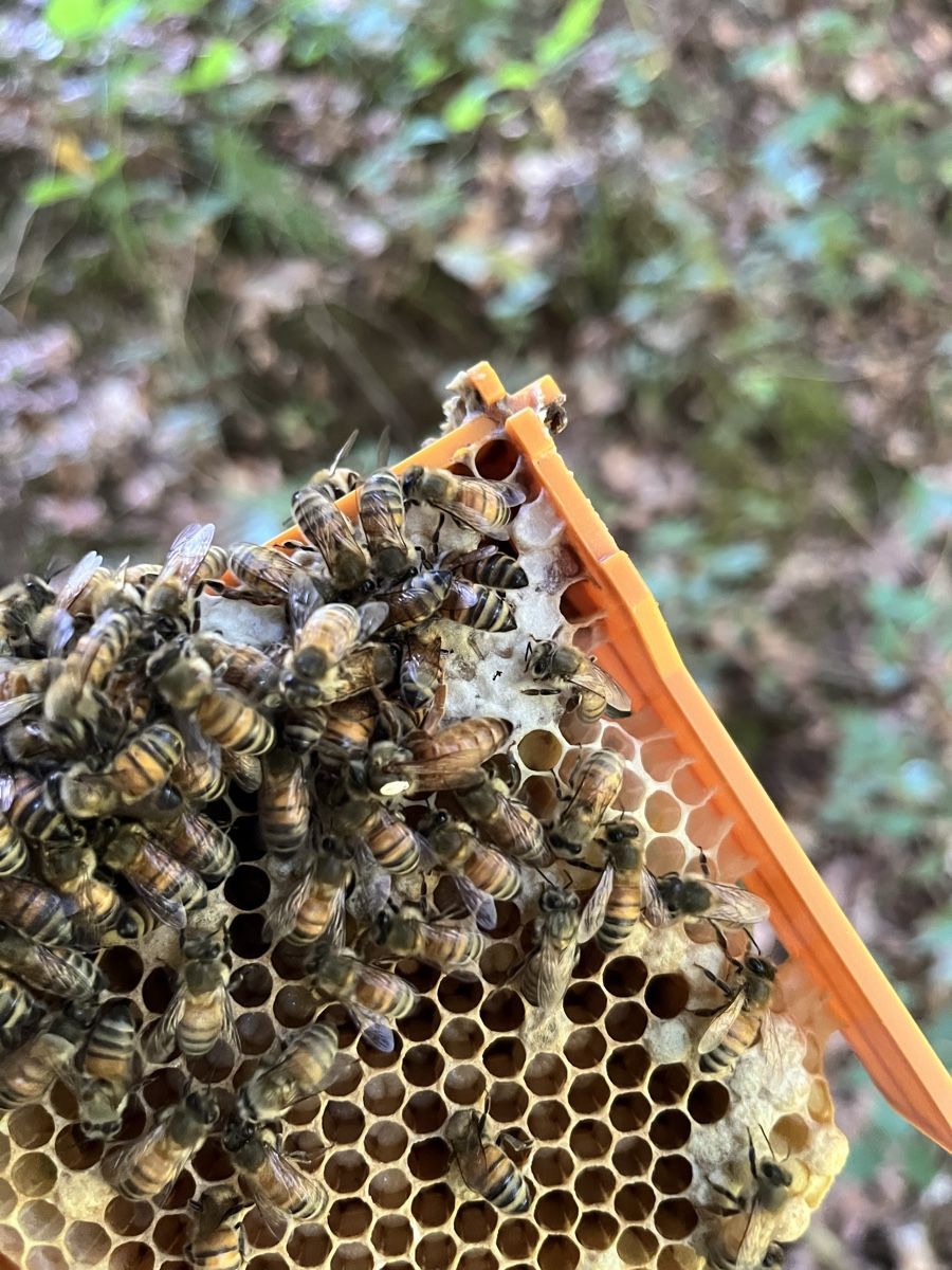 Alveari: Bienenkönigin Buckfast – Nuovo e nell'imballaggio originale da Wolhusen venduto da pfb_qv2r 2