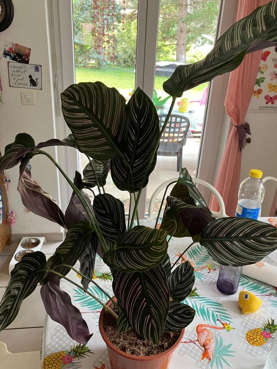 Plantes d'intérieur - Calathea ornata