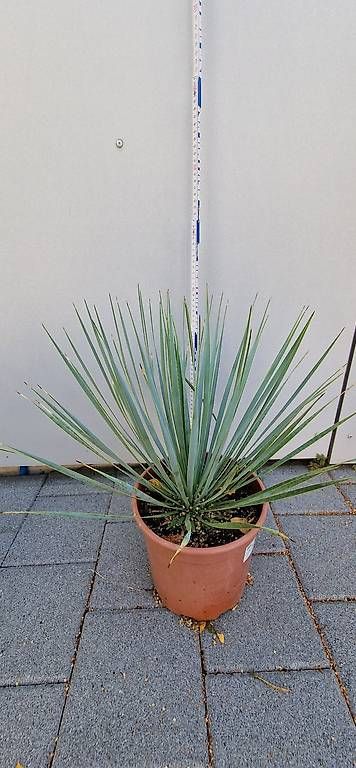 Piante & sementi: Yucca Rostrata (Palmlilie) – Usato da Rudolfstetten venduto da Ferkel84