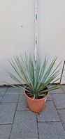 Yucca Rostrata (Palmlilie)
