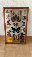 Cadre vintage avec papillons naturalisés sous verre