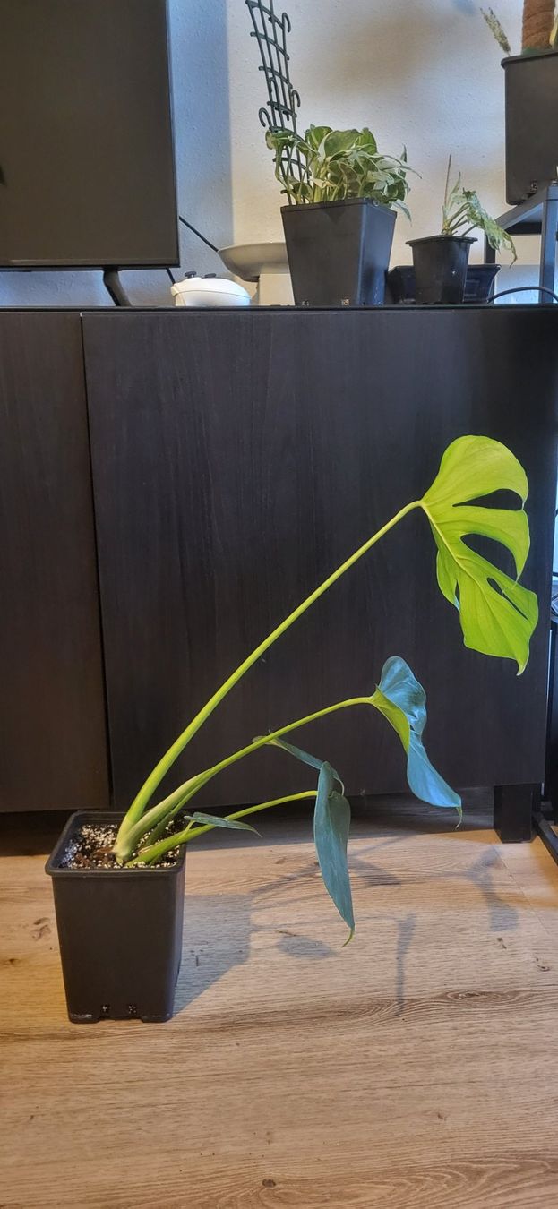 Piante & sementi: Monstera Deliciosa M/L – Usato da Pregassona venduto da maslud 2