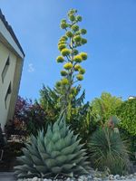 1 Stk. Agaven Neomexicana – ssp. von A. Parryi Winterhart 3J