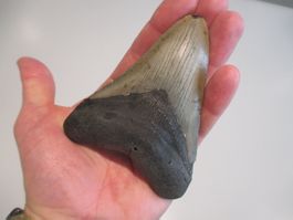 StarRecordsGmbH: Megalodon-Zahn / 10,5 cm / mit Zertifikat