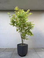 Acer palmatum Going Green 185 cm mit Eternit Osaka AB 1.- !