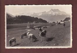 LEYSIN - Vue partielle - Vaches - Dents du Midi - 1937