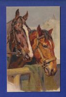 CHEVAL / PFERD