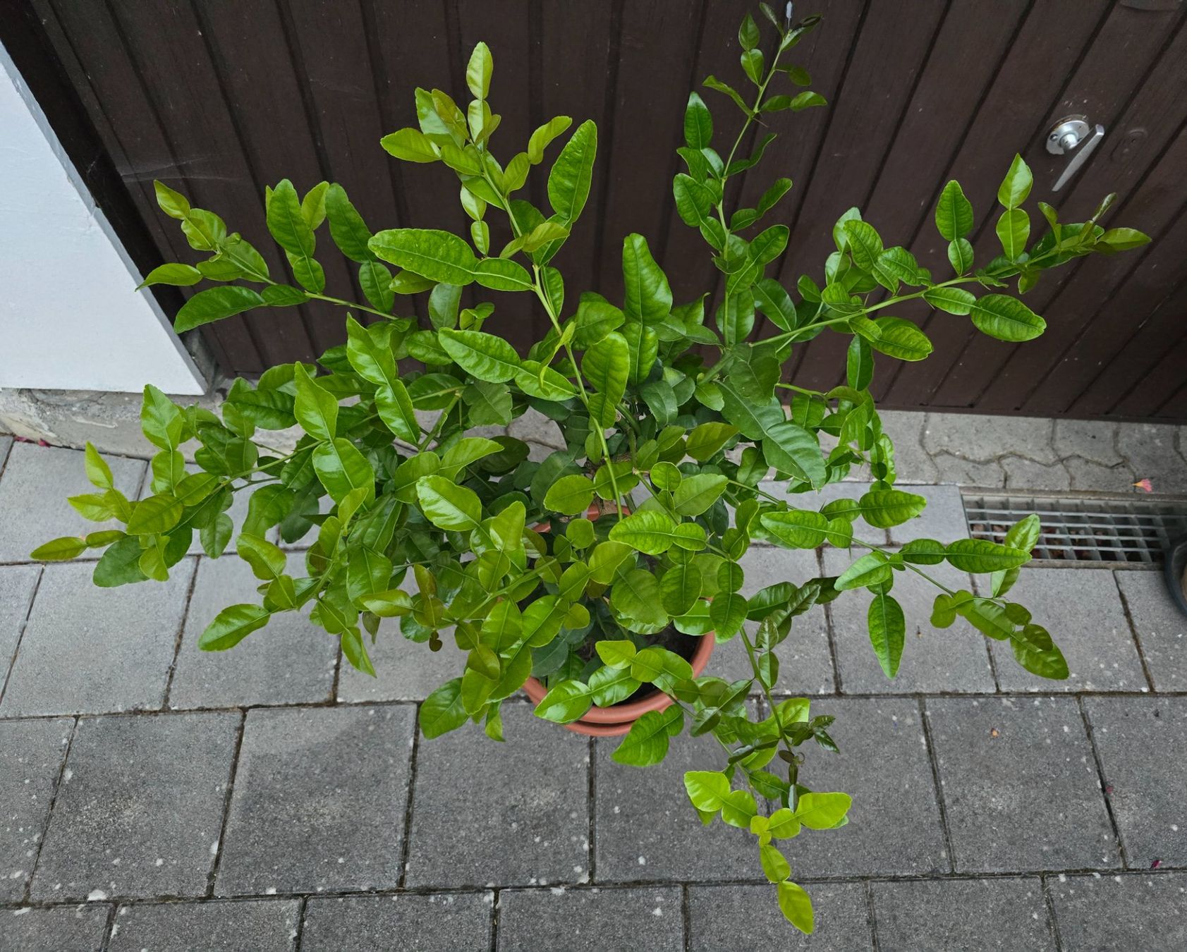 Piante & sementi: Schöne duftende Kaffir Limette – Usato da Aarburg venduto da popkorn65 3