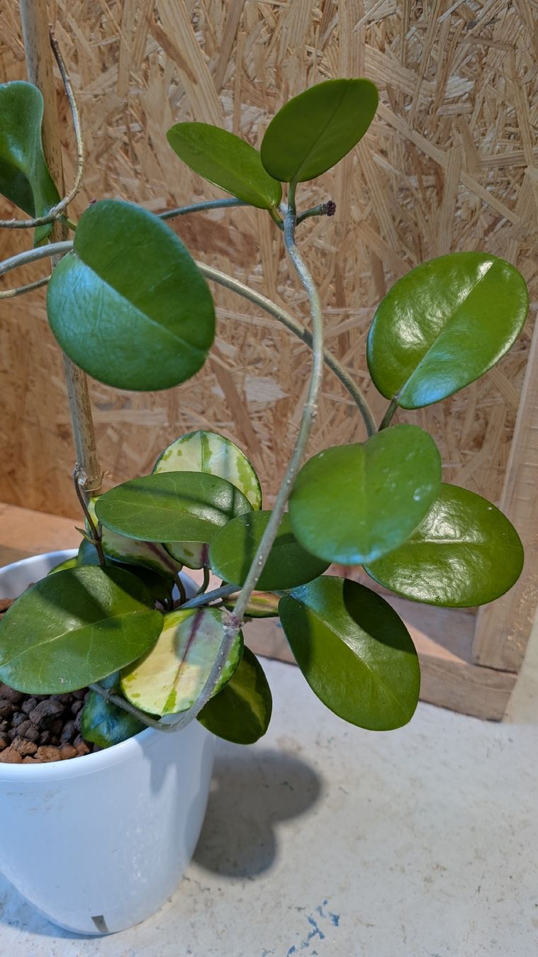 Plantes & graines: Hoya Australis – D'occasion à Untervaz par Lyraia 1