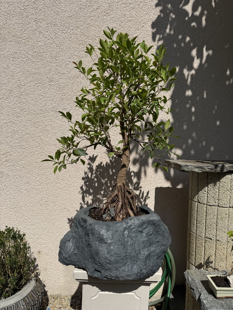 Piante & sementi: Ficus Bonsai im "Stein" 120cm – Usato da Rümlang venduto da Gruseh.ch 6