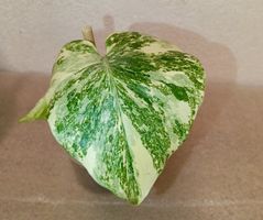 Monstera Legacy