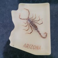 Skorpion echt in Kunstharz aus Arizona