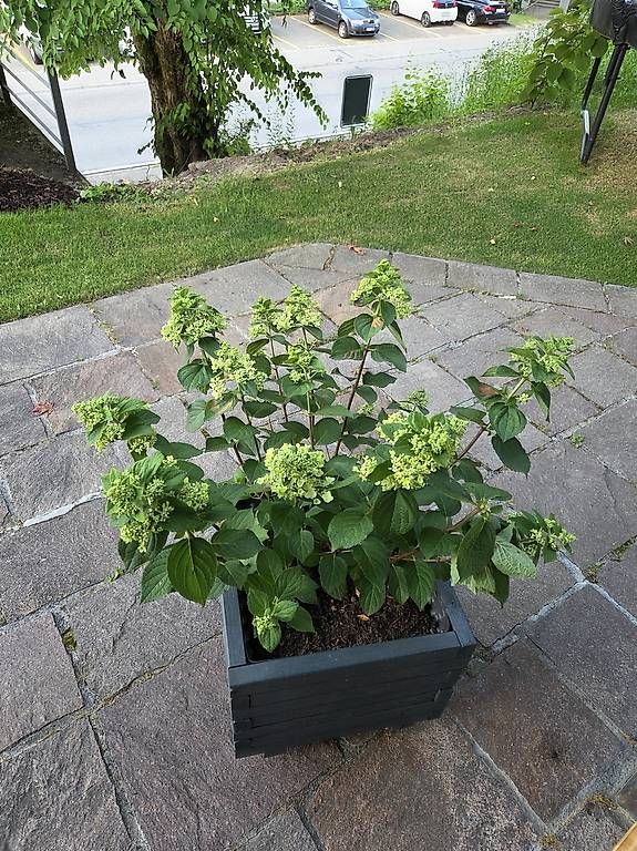 Piante & sementi: Hortensie – Usato da Jona venduto da pau_g7rc 2