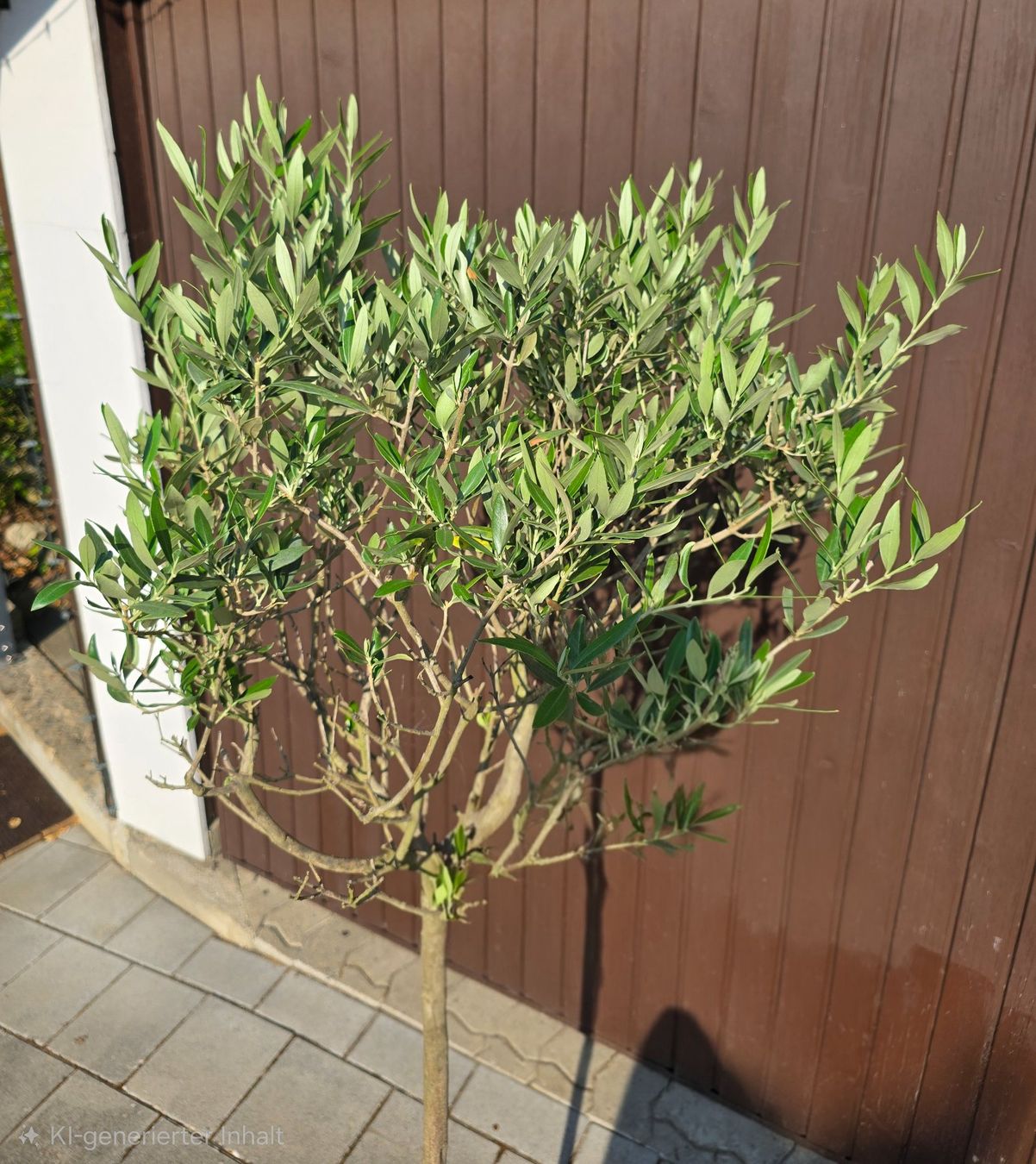 Plantes & graines: Olivenbaum Hochstamm – D'occasion à Aarburg par popkorn65 3
