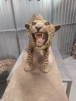 echter Leopard, Präparat mit original CITES Papieren!!