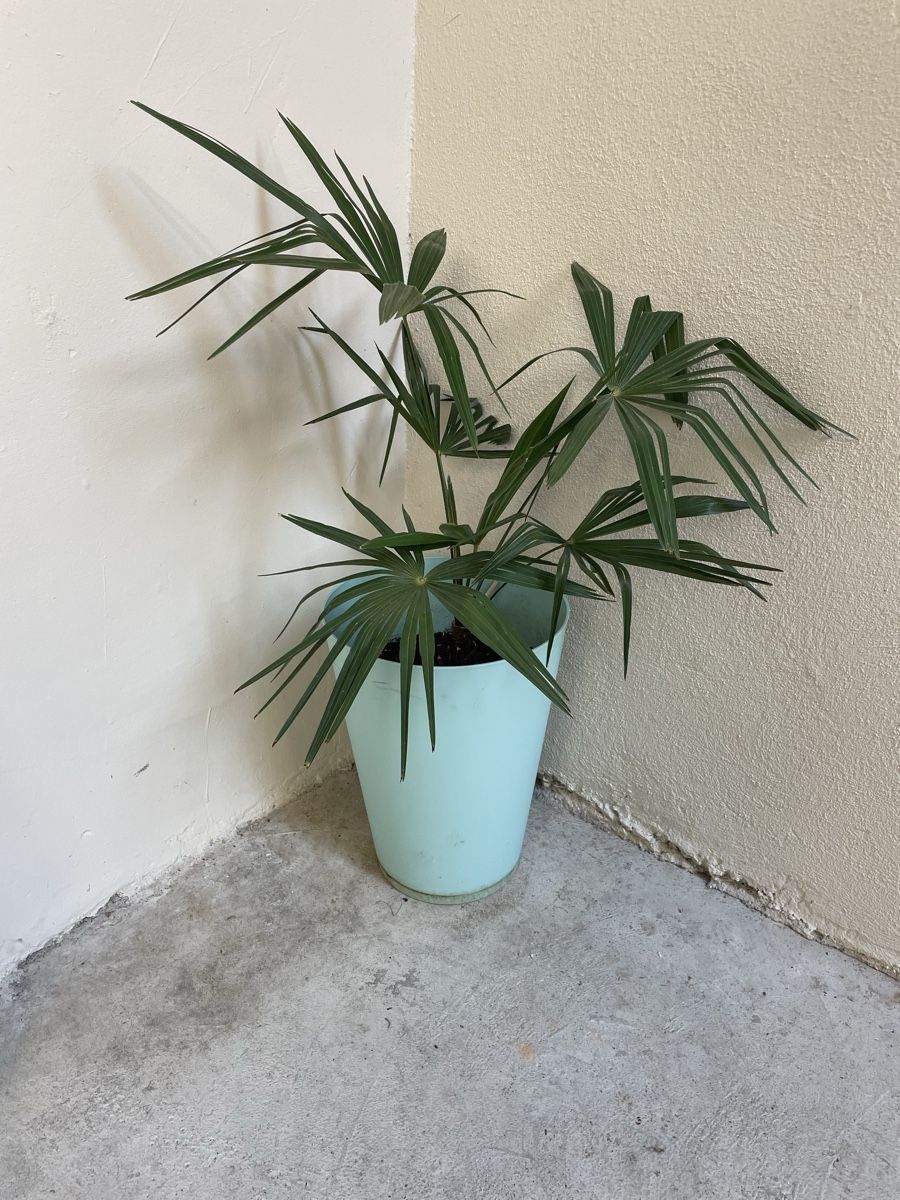 Pflanzen & Samen: Plante palmier  – Gebraucht aus Schaffhausen von lau_vjb6