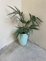 Plante palmier 