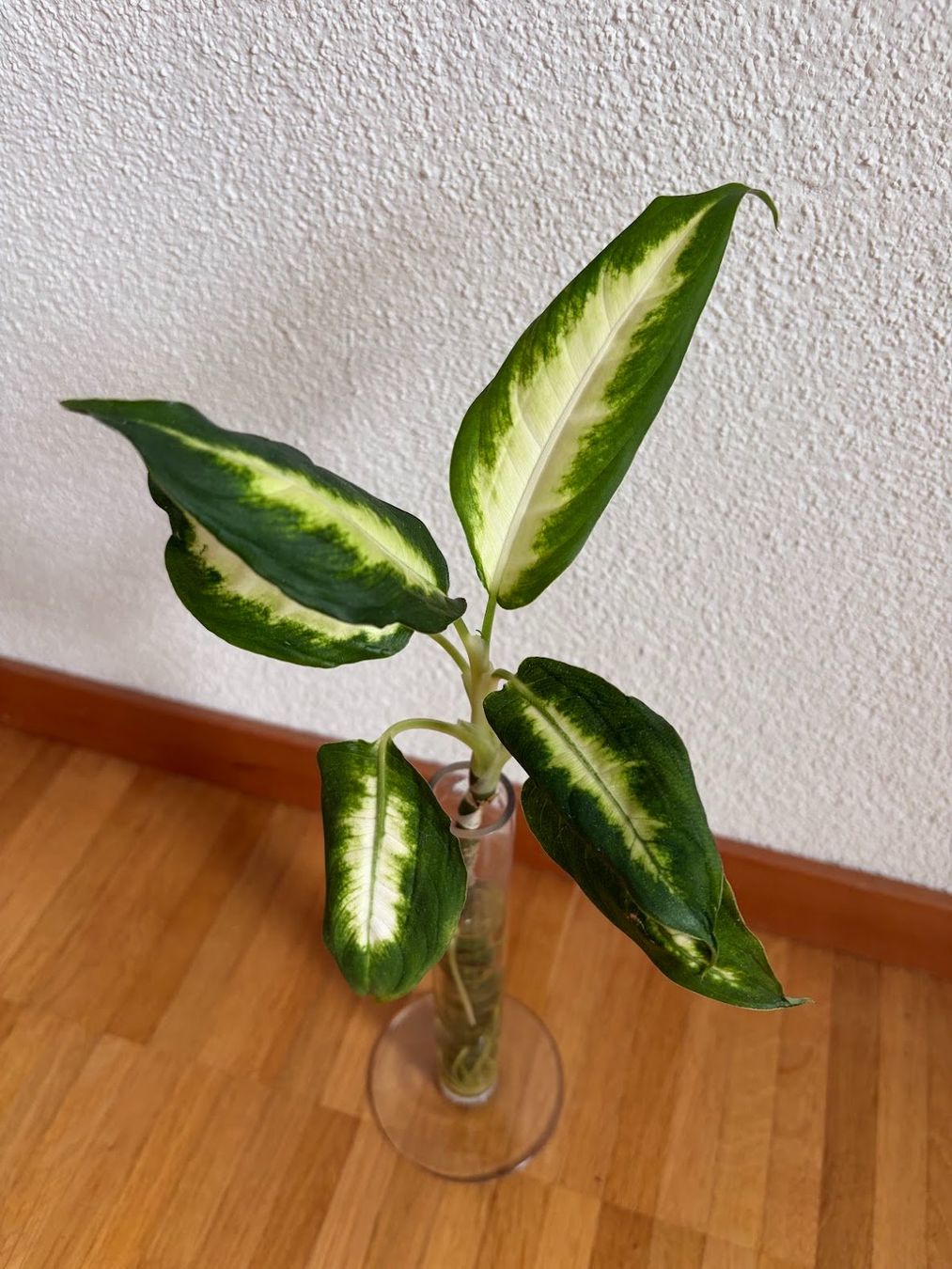 Plantes & graines: Diffenbachia – D'occasion à Baar par annasorbian 1