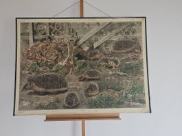 Vintage Schulwandtafel "Igel" Robert Hainard 1937 Rarität