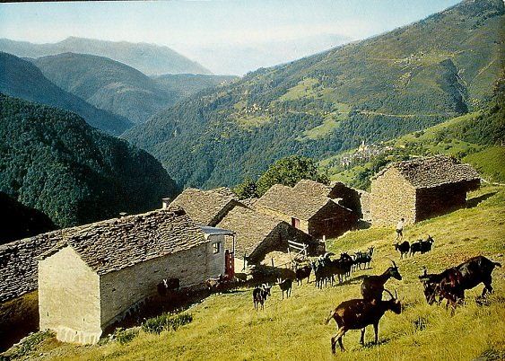 Cartoline postali: INDEMINI Ziegen – Usato da Jona venduto da philajona