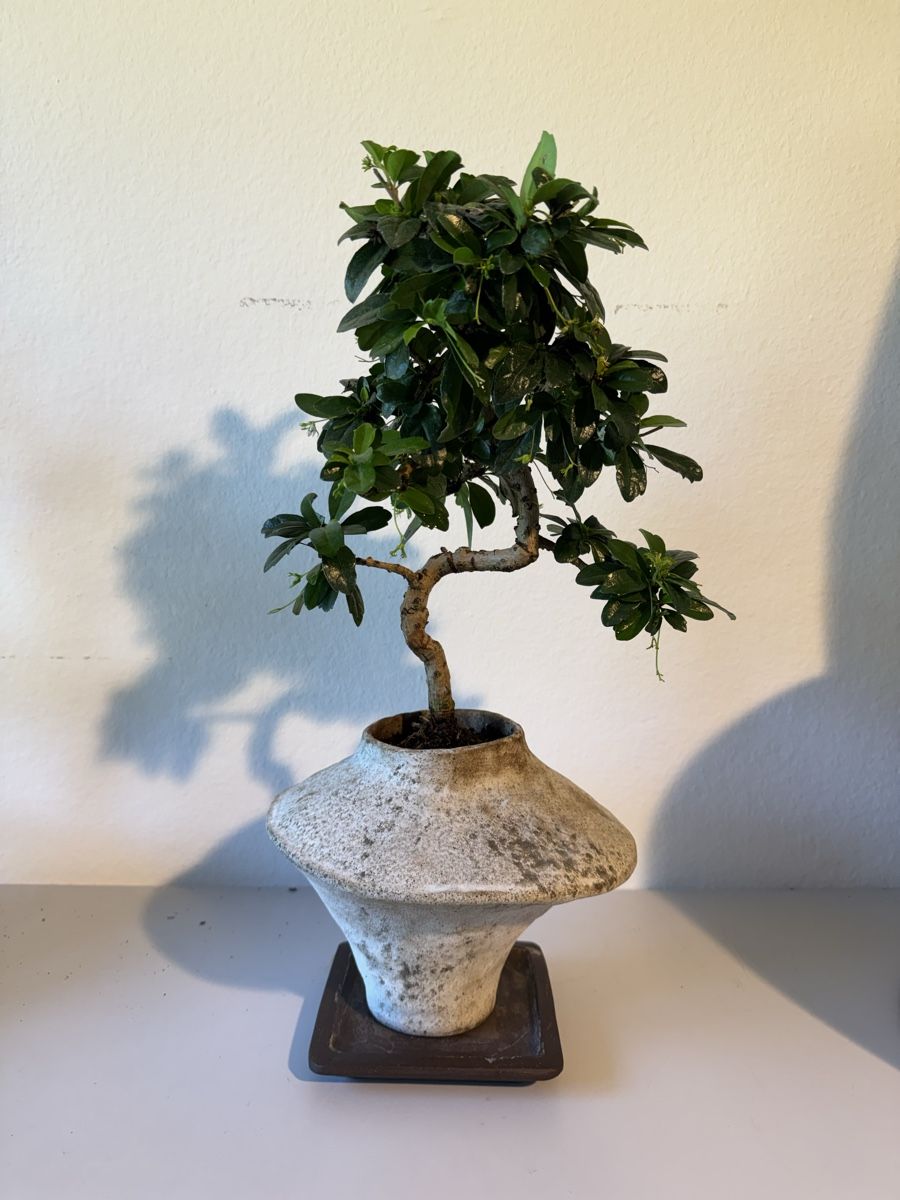 Pflanzen & Samen: Fukientee Bonsai im Topf mit Untersetzer – Gebraucht aus Rümlang von Gruseh.ch 4