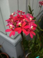 Orchidee - Kruzifixorchidee (Epidendrum secundum) - Pflanze!