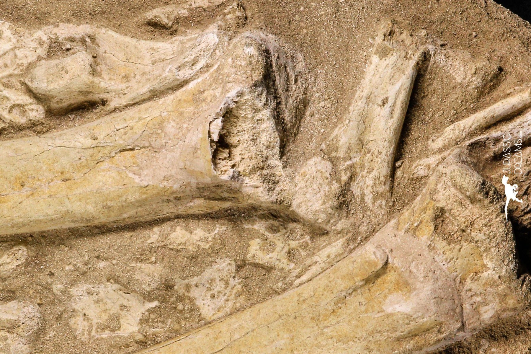 Fossilien: Beinknochen und Panzerplatten eines Dyrosaurus phosphaticus – Gebraucht aus schüpfen von rica122 1