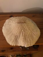Véritable corail blanc en forme de cendrier