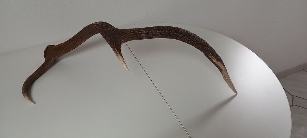 Welt der Tiere: Abwurfstange vom Hirsch – Gebraucht aus Buttikon SZ von MH1976