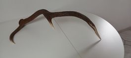 Abwurfstange vom Hirsch