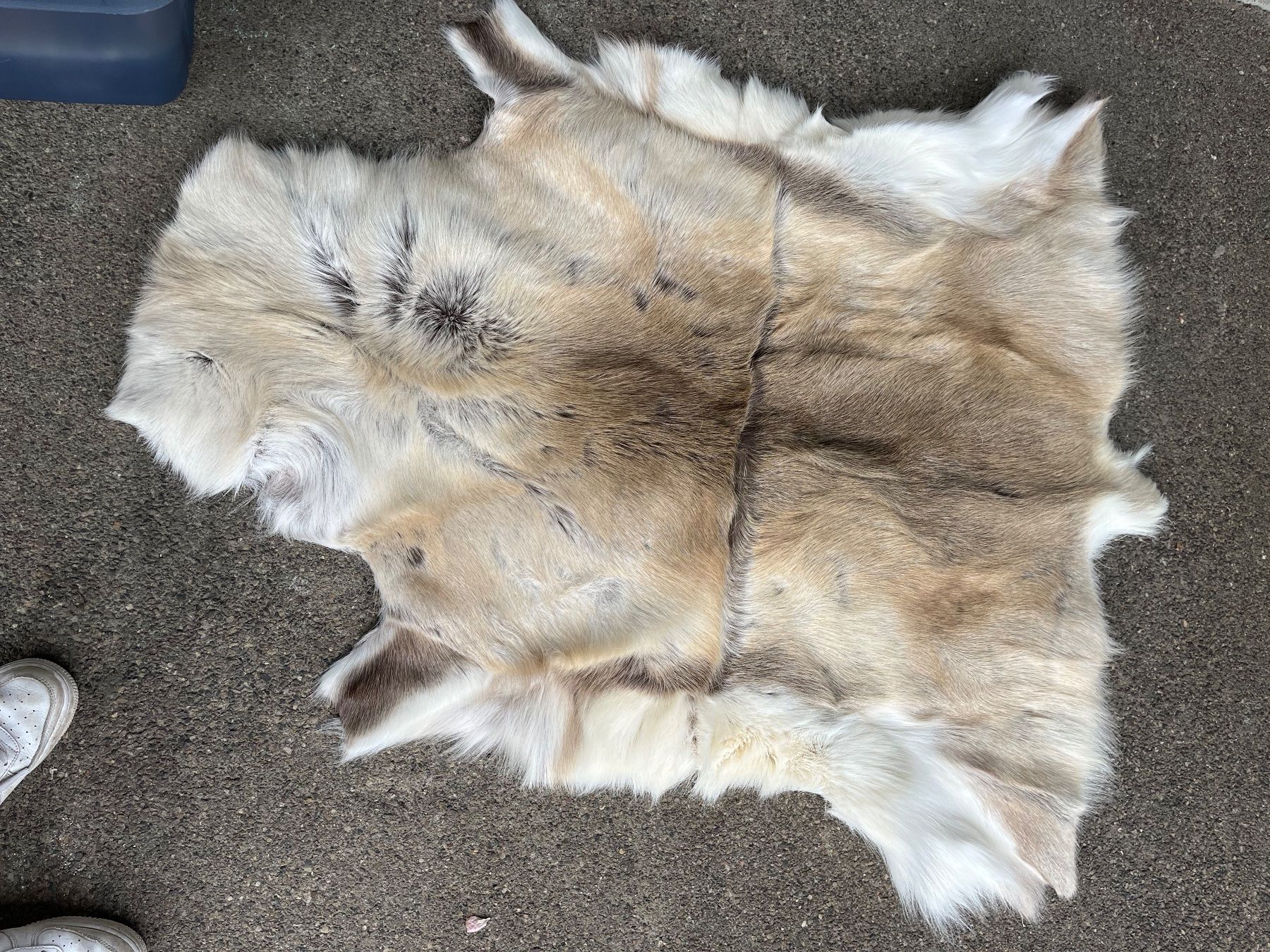 Tutte le decorazioni: Renntierfelle – Usato da Kilchberg ZH venduto da ka012 1