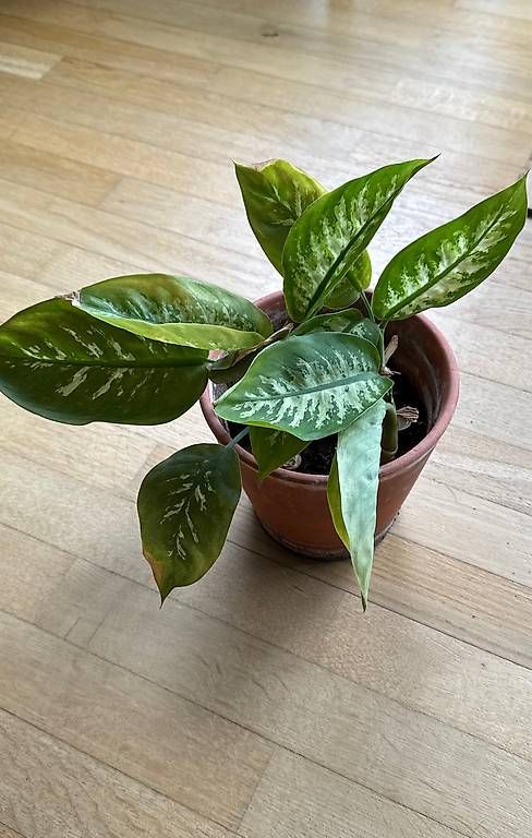 Piante & sementi: Dieffenbachia/ Leopard Lily – Usato da Root D4 venduto da Baslemso 1