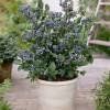 Piante & sementi: Myrtillier nain autofertile RARE – Nuovo (secondo la descrizione) da Bremblens venduto da FIBONACCI369