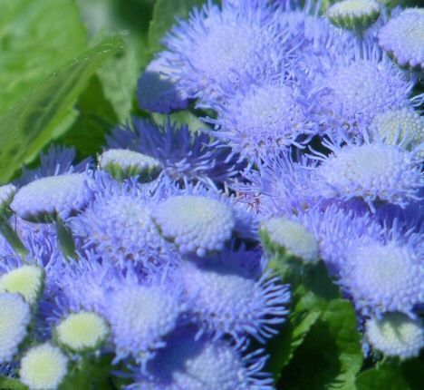 Pflanzen & Samen: 50 SAMEN GRAINES LEBERBALSAM NIEDER – Neu und originalverpackt aus Rovio von POSITIFFARTandPLANTS 6
