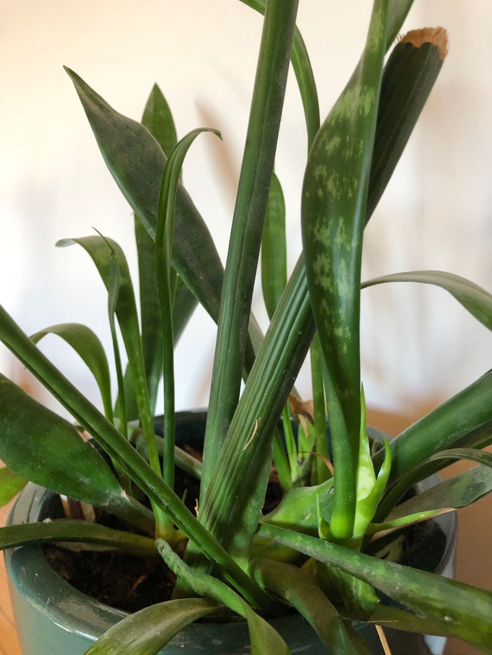 Pflanzen & Samen: Bogenhanf, inkl. Blumentopf – Gebraucht aus Sirnach von Lenes 1