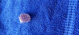 Fingerring Silber mit Schmuckstein 