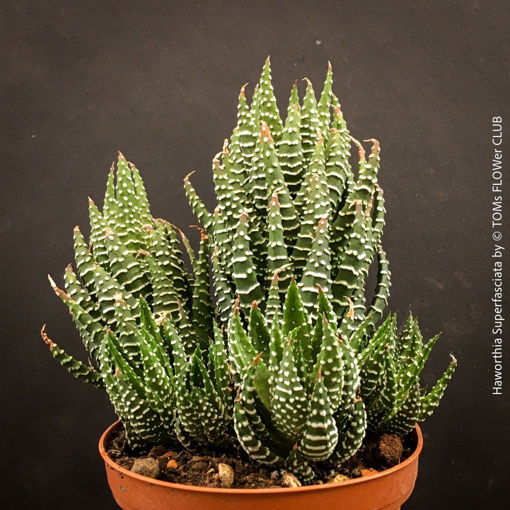 Pflanzen & Samen: Haworthia Superfasciata - super robuste Sukkulente – Neu und originalverpackt aus Adliswil von asTOMas963