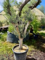 Olivenbaum "winterhart"