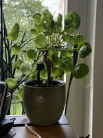 Kräftige Pilea zu verkaufen 