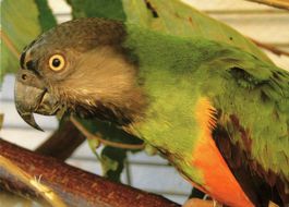 Postkarte mit Vogel für Tierfreunde