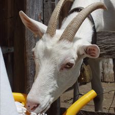 Profile image of WissiGeiss