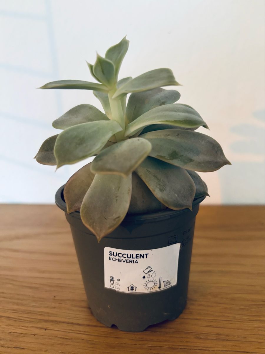 Plantes & graines: Echeveria – D'occasion à Zürich par keegstra 1